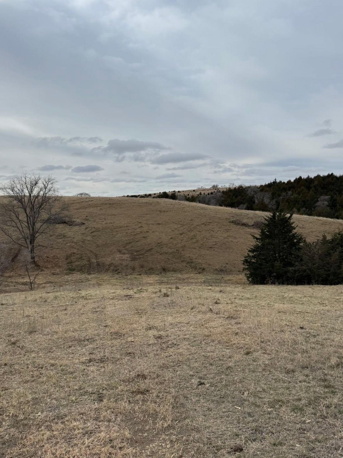 Open pasture after cedars were cleared from the hill