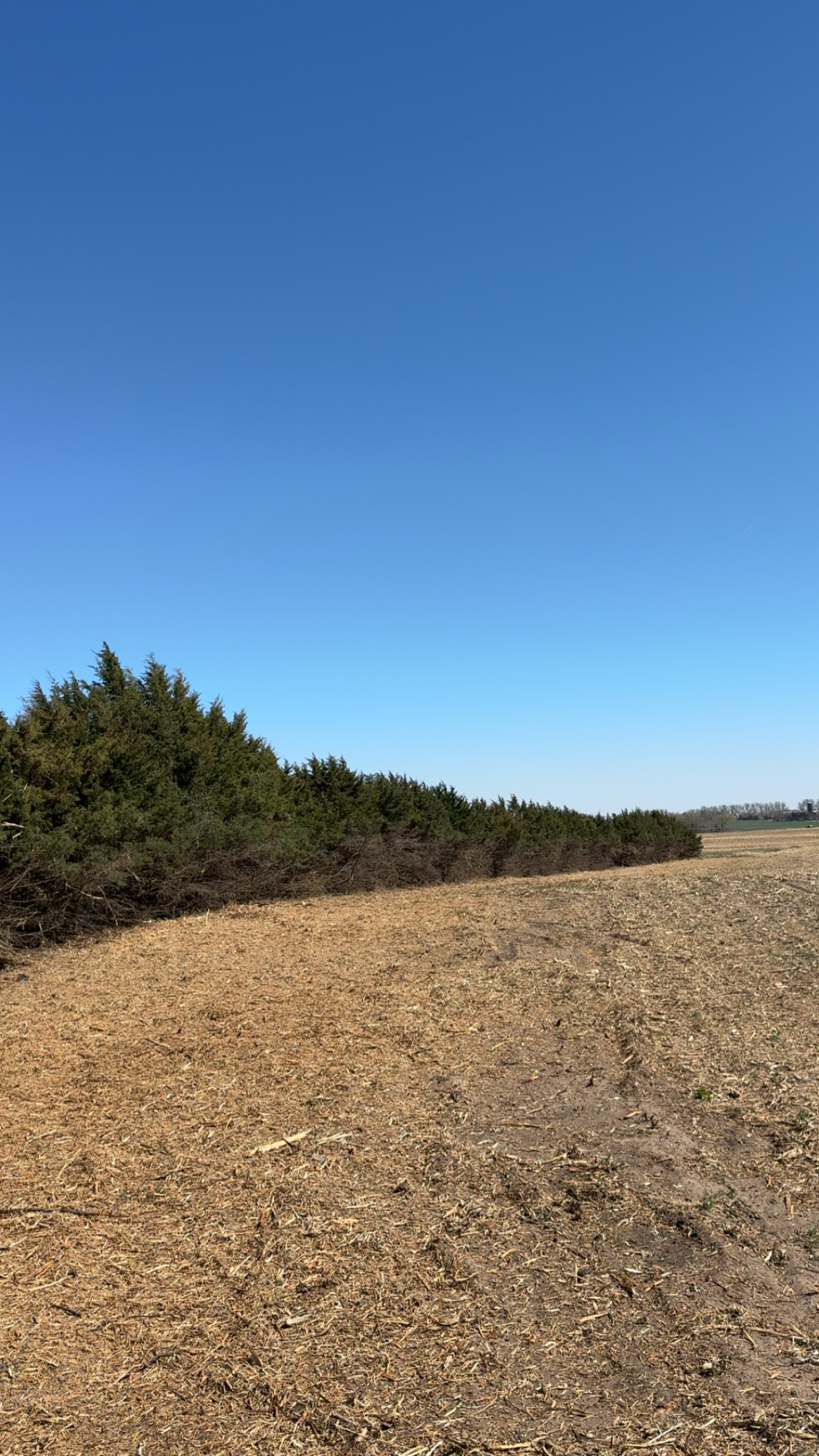 Shelterbelt cleared and mulched