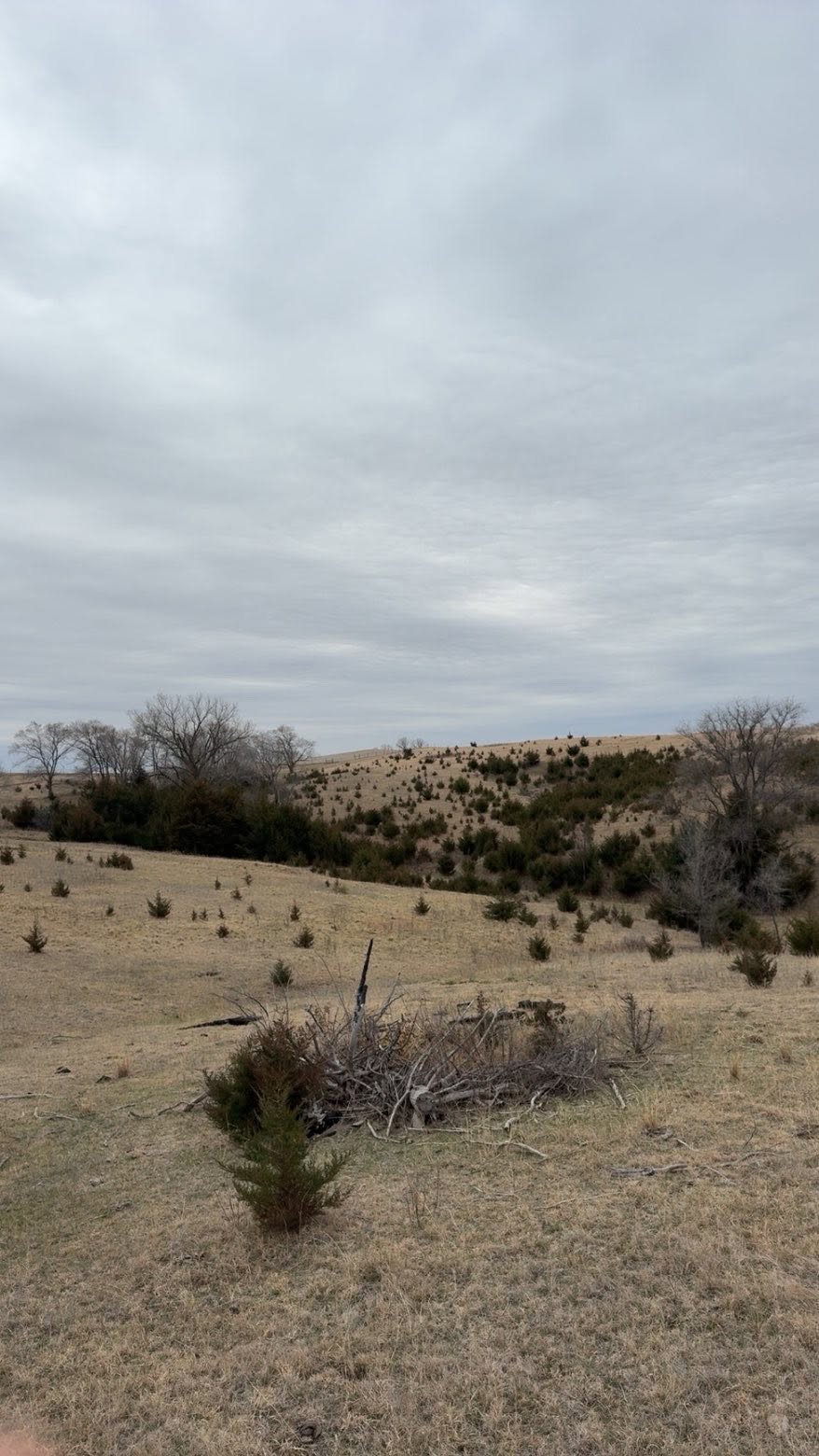 Pasture hillside thick with young cedars and brush before clearing