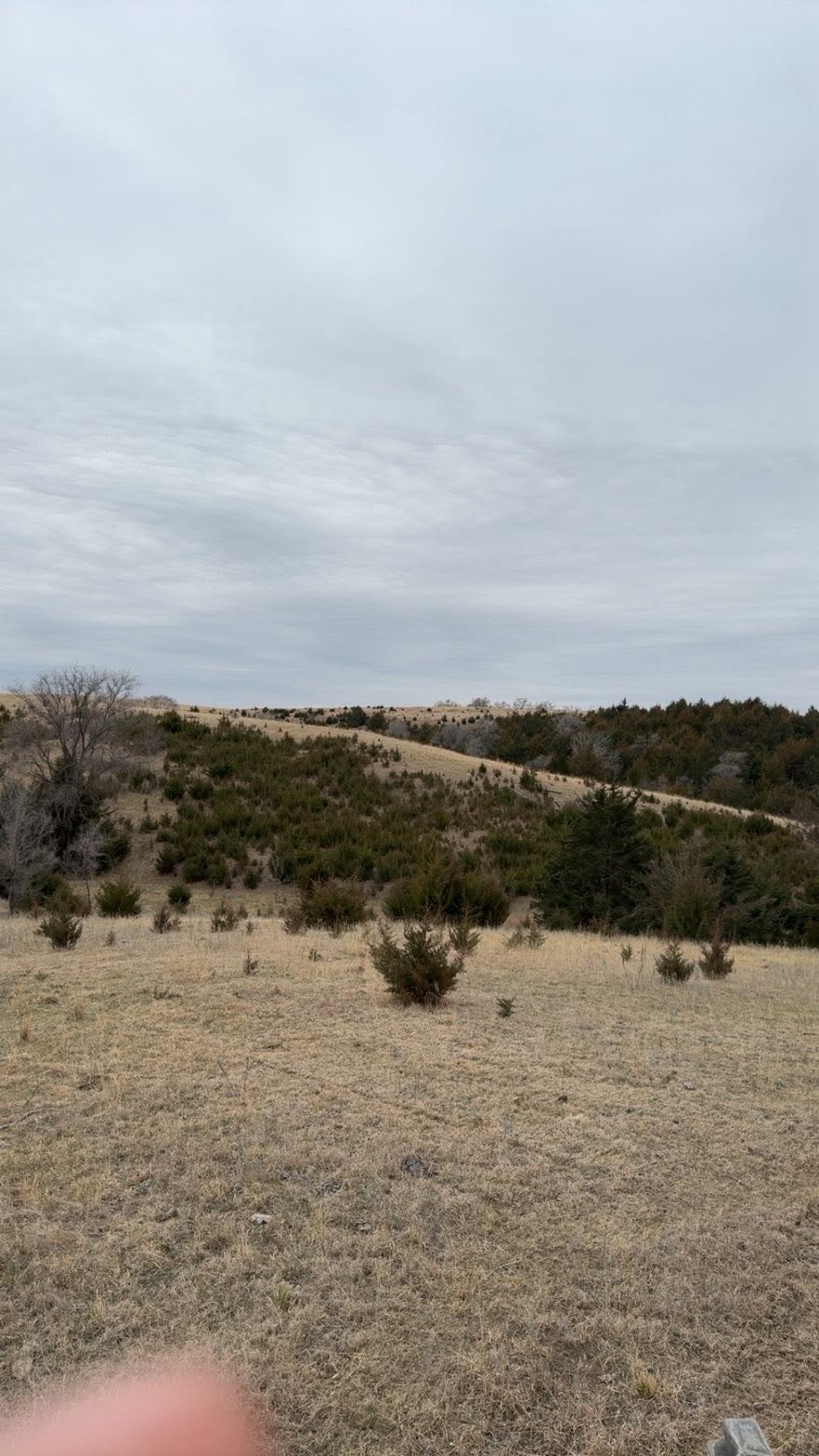 Cedar-covered hills before mulching